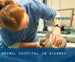 Animal Hospital in Avermes