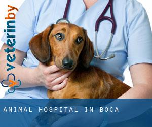 Animal Hospital in Boca