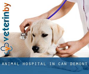 Animal Hospital in Can Demont