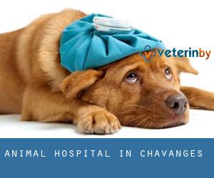 Animal Hospital in Chavanges