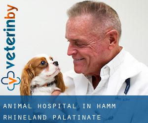 Animal Hospital in Hamm (Rhineland-Palatinate)