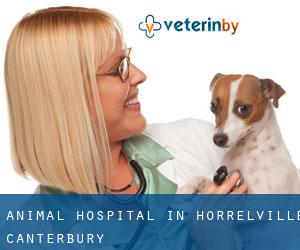 Animal Hospital in Horrelville (Canterbury)