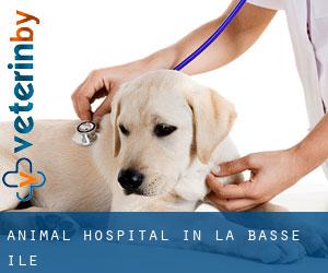 Animal Hospital in La Basse-Île