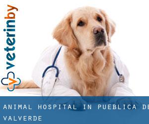 Animal Hospital in Pueblica de Valverde