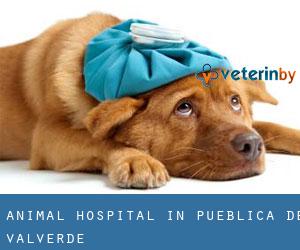 Animal Hospital in Pueblica de Valverde