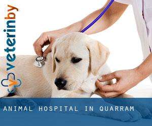 Animal Hospital in Quarram