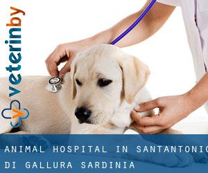 Animal Hospital in Sant'Antonio di Gallura (Sardinia)