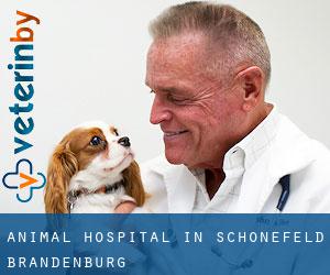 Animal Hospital in Schönefeld (Brandenburg)