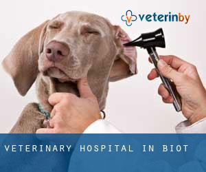 Veterinary Hospital in Biot