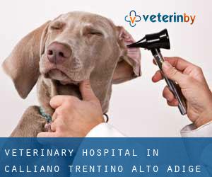 Veterinary Hospital in Calliano (Trentino-Alto Adige)
