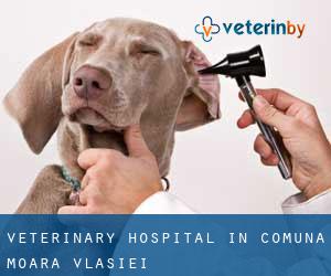 Veterinary Hospital in Comuna Moara Vlãsiei