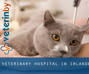 Veterinary Hospital in Irlande