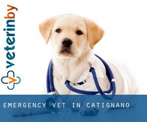 Emergency Vet in Catignano
