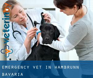 Emergency Vet in Hambrunn (Bavaria)