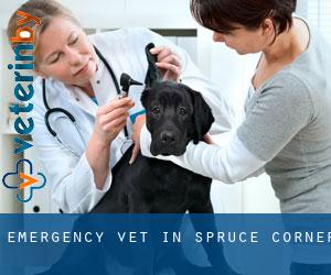 Emergency Vet in Spruce Corner